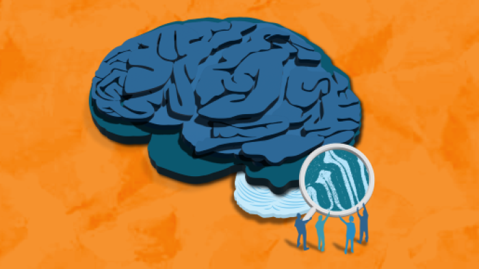 Hidden little brain illustration